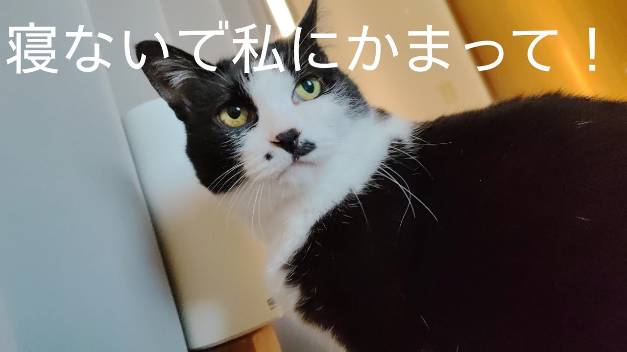 飼い主の2度寝を阻止しにかかる猫