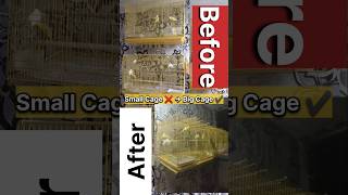 Small Cage ❌ → Big Cage ✔️ | Happy Budgies | Pet Budgie 🐦
