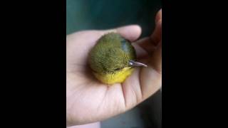 Download Lagu lolohan sogon, pancingan sogok ontong #pikatsogon #sogon MP3