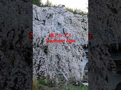 山梨県北杜市 萬休院の舞鶴松　赤松と桜　日本庭園残雪の南アルプス 甲斐駒ヶ岳