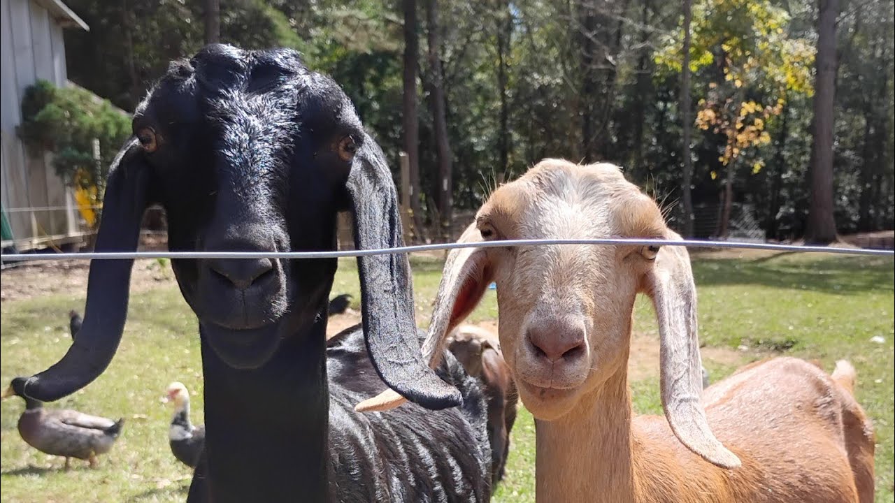 Охота на раков и кормление животных! Ещё один день в раю!