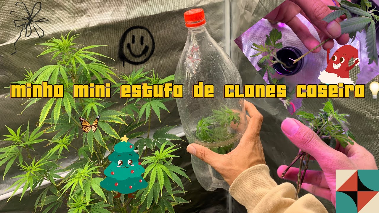 16 - EP "￼ATUALIZAÇÃO DOS MEUS CLONES DE CANNABIS USANDO UMA MINI ESTUFA FEITA COM GARRAFA PET” 🍀🍁👊🏽
