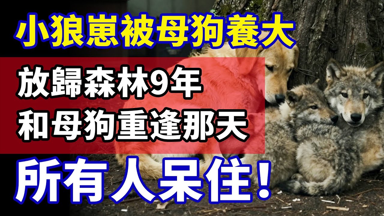 小狼崽被竟被母狗養大？放歸森林9年後再次重逢！見面後的那一幕，讓在場所有人目瞪口呆...
