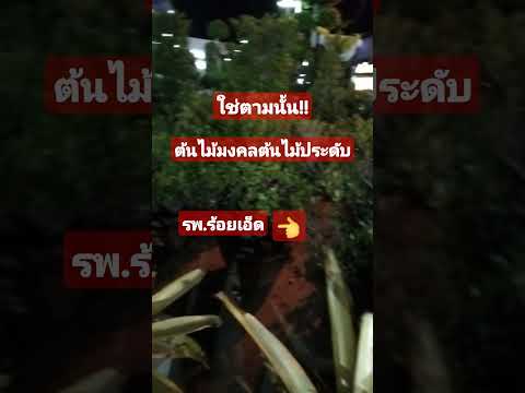 ด่วน!!โรงพยาบาลร้อยเอ็ด#ต้นไม้มงคล#พยากรณ์อากาศวันนี้#ต้นไม้ประดับ#สัปรดสีไทรเกาหลี
