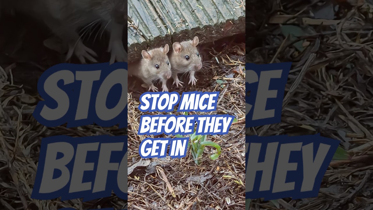 Mouse proof your home with these simple exclusion tips from DoMyOwn.com!