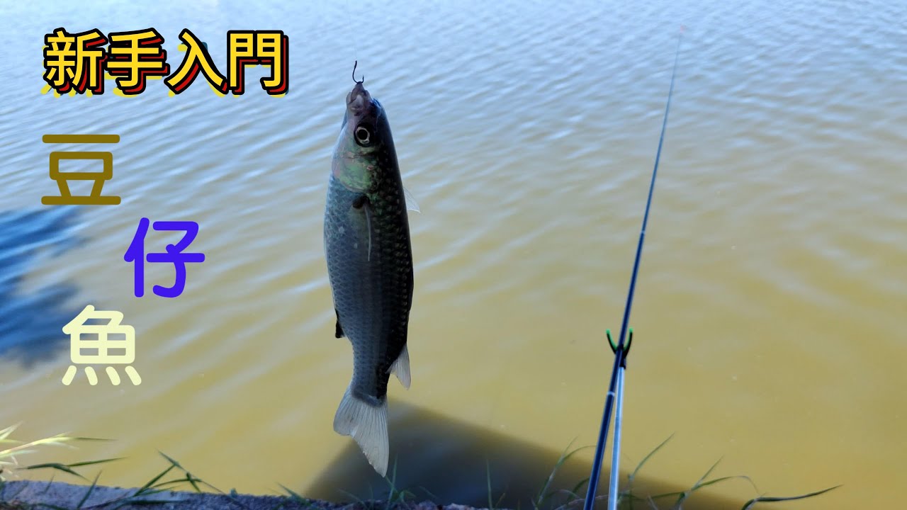 【趕海】新手釣魚入門豆仔魚 #釣魚 #fishing #趕海豪日子 #趕海 #豆仔魚 #七股 #枕頭麻手作設計坊