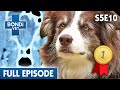 Champion Border Collie's Rare Brain Disease 🧠 | Bondi Vet Season 5 Ep 10 | Bondi Vet Full Episodes