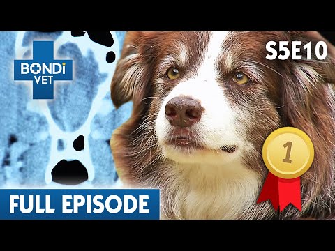वीडियो: बॉर्डर कोली कुत्तों में वंशानुगत कोबालिन की कमी