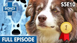 Champion Border Collie's Rare Brain Disease 🧠 | Bondi Vet Season 5 Ep 10 | Bondi Vet Full Episodes