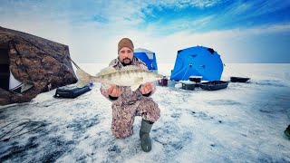 СУПЕР ЛЮКСОВАЯ РЫБАЛКА, СУДАК НА ЖЕРЛИЦЫ