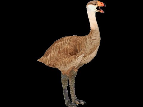 Cenozoic profile genyornis