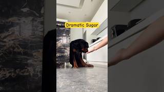 Ang Hirap Manuyo Ng Aso