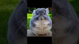 Why do you keep remembering? || #viral #memes #trending #shorts Profile