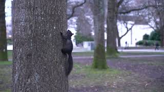Squirrel climbing up a tree UBC