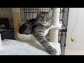 猫のおててが動いたら即終了の生配信