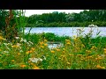 Romantic atmosphere on the river in windy weather. Background sounds for relaxation.