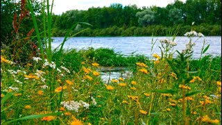 Romantic atmosphere on the river in windy weather. Background sounds for relaxation. screenshot 5