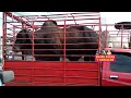 Entre Vacas Y Caballos Video Del Mercado De Animales Bonitos Toros Brahman A Buen Precio🤠🐮🐴