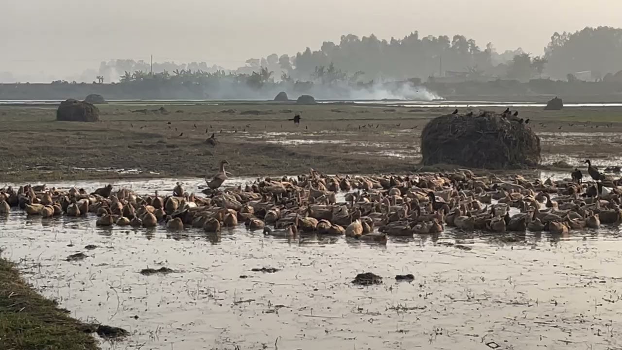Modern day duck farming