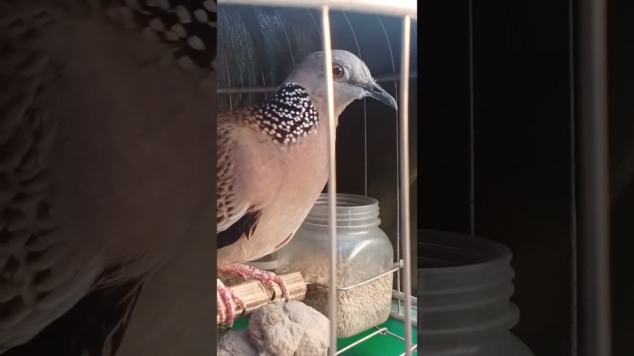 Đã bán Hag độc lạ 3lổ mũi moi cây đất sấm thổ bài bag dag cấp ae cần lh0353323880