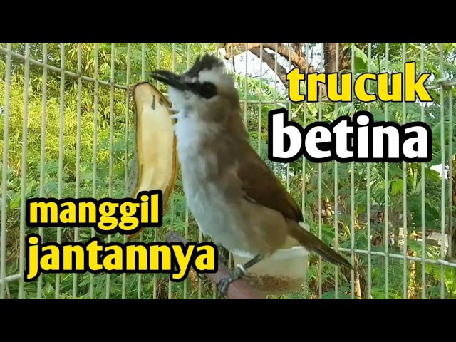 suara pancingan trucuk betina memanggil jantan ampuh jadikan burung trucuk nyaut gacor class=