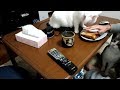 #99 ホットサンドを食べてるとネコに挟まれる - Can I have a bite ? -