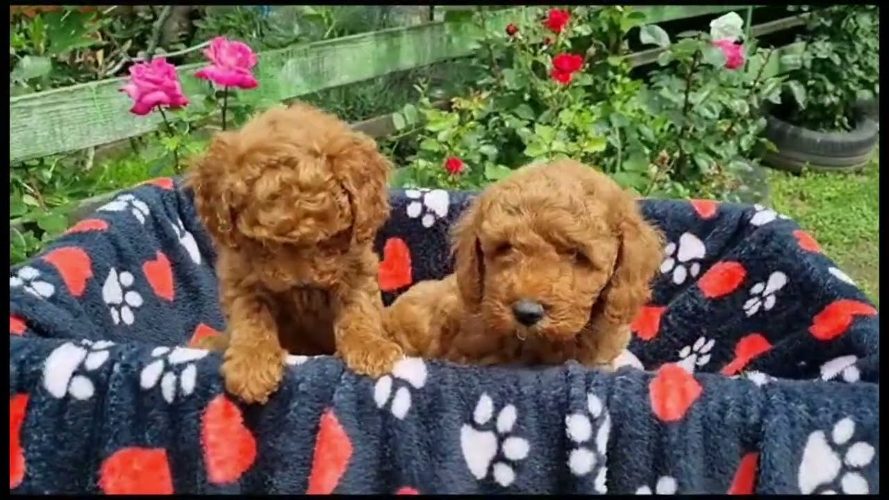 Poodle mini red Dogcenter