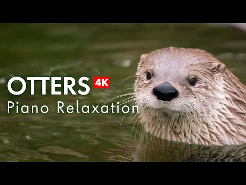 4K OTTERS with Relaxing Piano Music