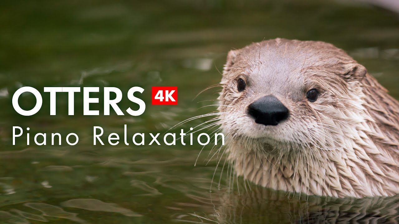 4K OTTERS with Relaxing Piano Music
