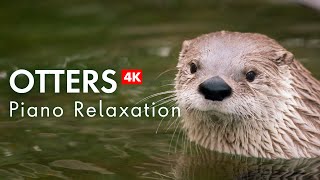 4K OTTERS with Relaxing Piano Music screenshot 2