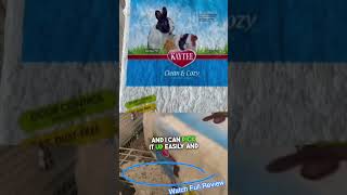 Best Guinea Pig Bedding? Kaytee Clean & Cozy