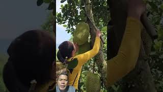 Cara Panen Nangka #nangka