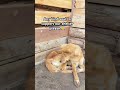 #share #goviral #usa #donate #donatenow #uk #fypシ #fypシ゚viral #fypyoutube #fypp