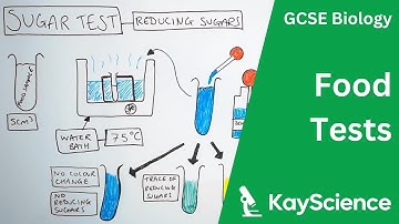 Food Tests Required Practical - GCSE Biology | kayscience.com