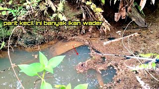 PARIT KECIL BANYAK DI HUNI IKAN WADER!! Mancing Microfishing di Parit Kecil
