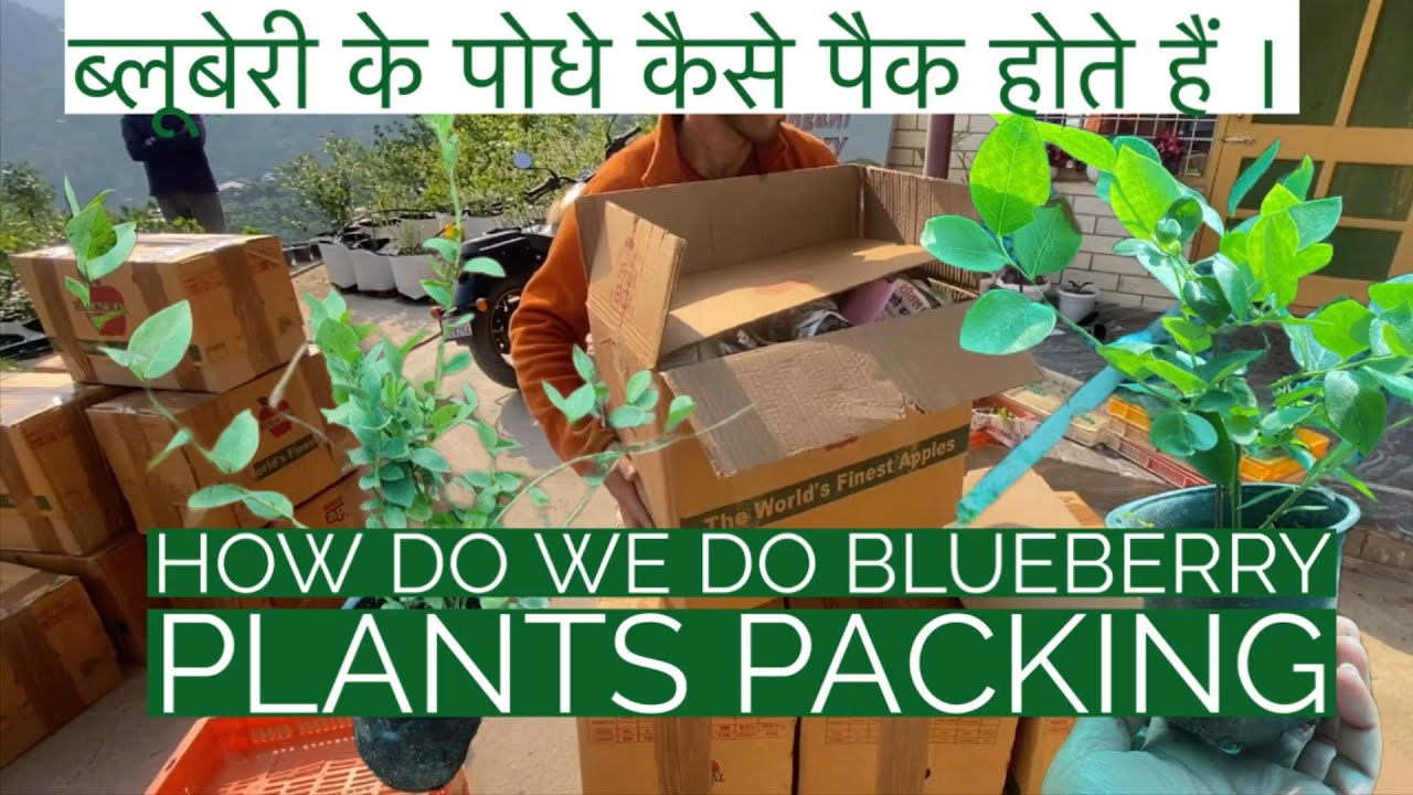 How do we pack Blueberry Plants | ब्लूबेरी के पोधे कैसे पैक होते हैं ...