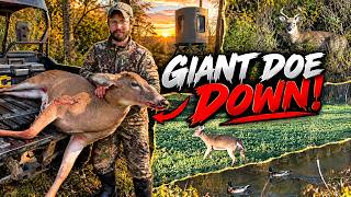 🦌 GIANT DOE DOWN On Cherry Ridge! | An Awesome Morning Hunt On The Hidey Hole Plots
