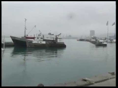 „ზიკას“ ვირუსის გადამტანი კოღო საქართველოში