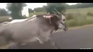 bestl whatsapp | dhoom machale dhoom