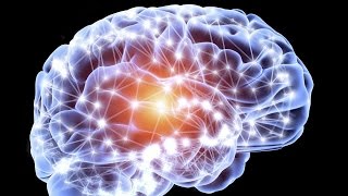 La neuro-génèse : le développement du cerveau de A à Z