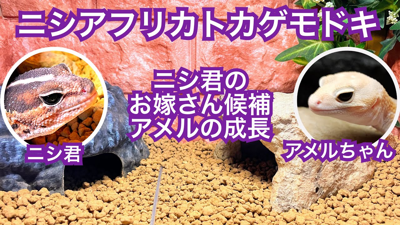 African Fat-tailed Gecko: Nishi-kun & Amel-chan - YouTube
