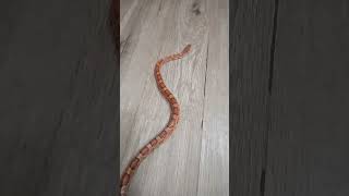 candy corn the corn snake. its corn!