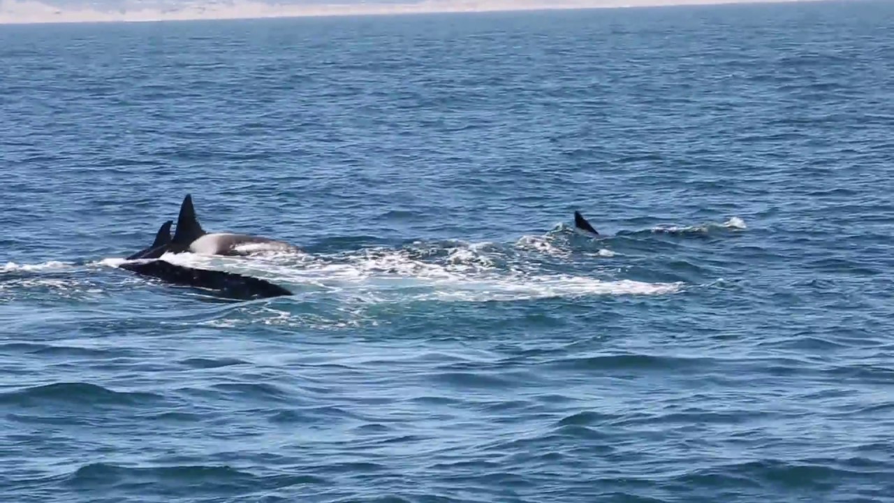 Killer Whales Attack Gray Whale Mother and Calf in Monterey Bay