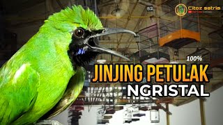 🔴MEWAH‼️MASTERAN CUCAK IJO FULL ISIAN JINJING PETULAK SUARA KRISTAL