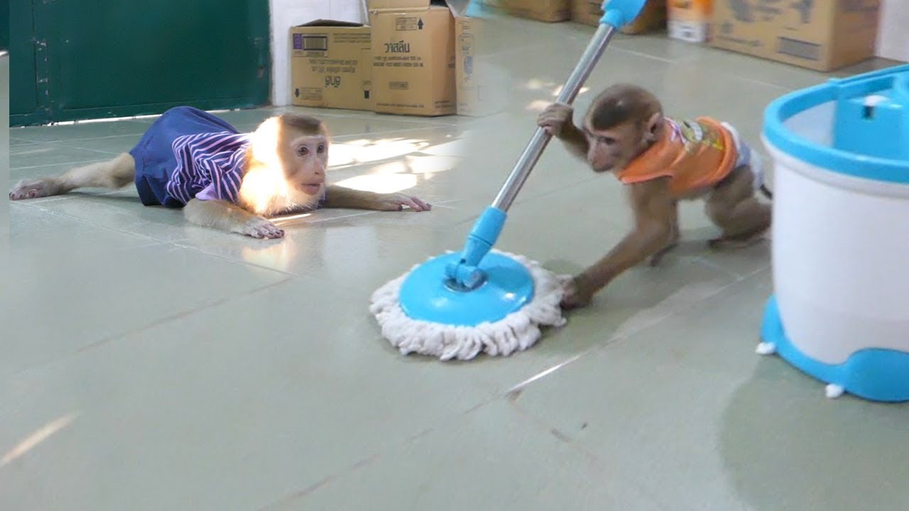 Wow Baby Monkey Dodo And Mori Help Mom Clean Floor