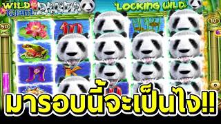 Wild Giant Panda 🌴 มารอบนี้จะเป็นไง!!