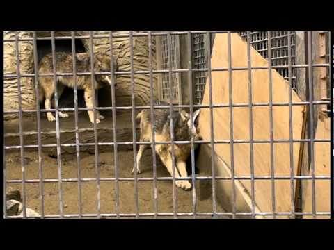 video phone beyonce mp3 シンリンオオカミの破壊工作Eastern Timber Wolf Destroy