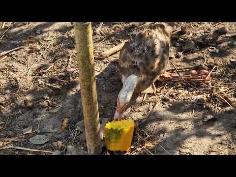 duck pinches the small duck