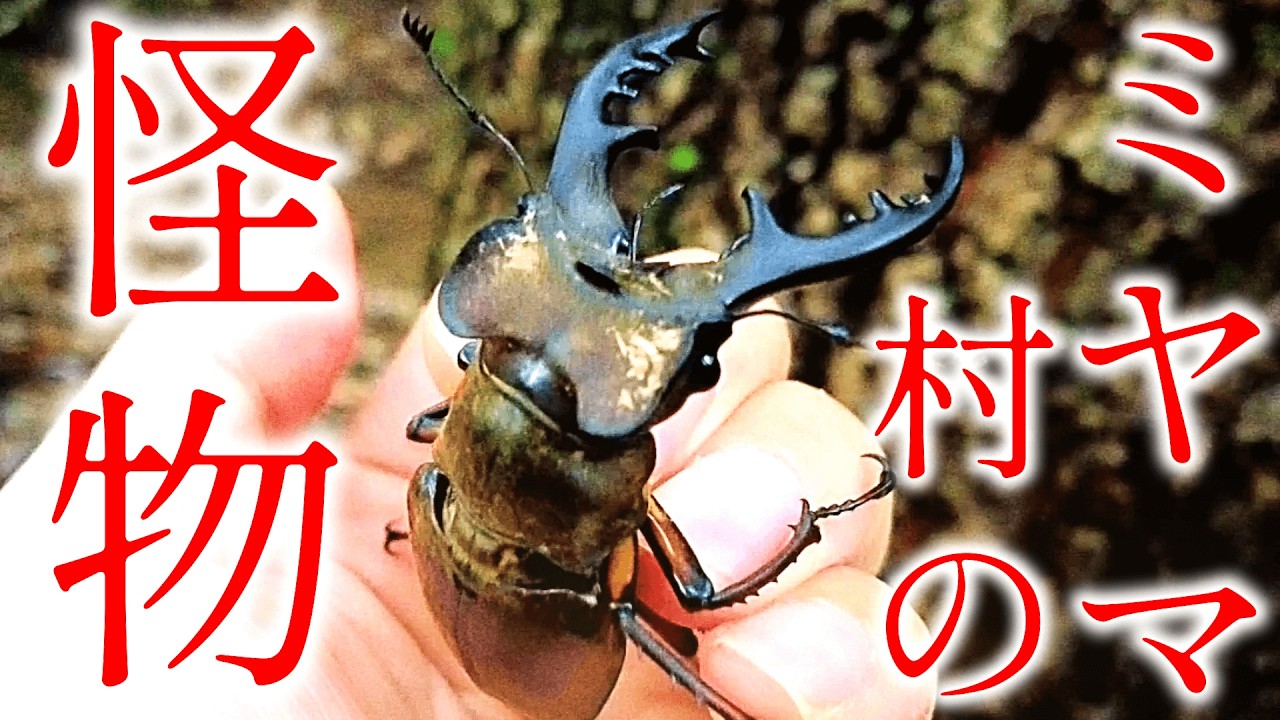 【クワガタ採集】ミヤマ村の怪物は７０ｍｍ余裕 ミヤマ王への道２０２５ クワガタに夢を追い続ける男たち 中国地方最大のミヤマクワガタを求め！