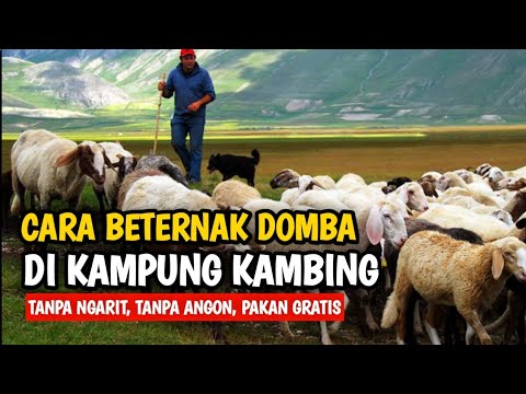 CARA TERNAK DOMBA TANPA NGARIT, TANPA ANGON, PAKAN FREE | @AGROTV9